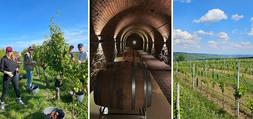 Arbeiten im Weingarten und ein Blick über die Fässer im Weinkeller